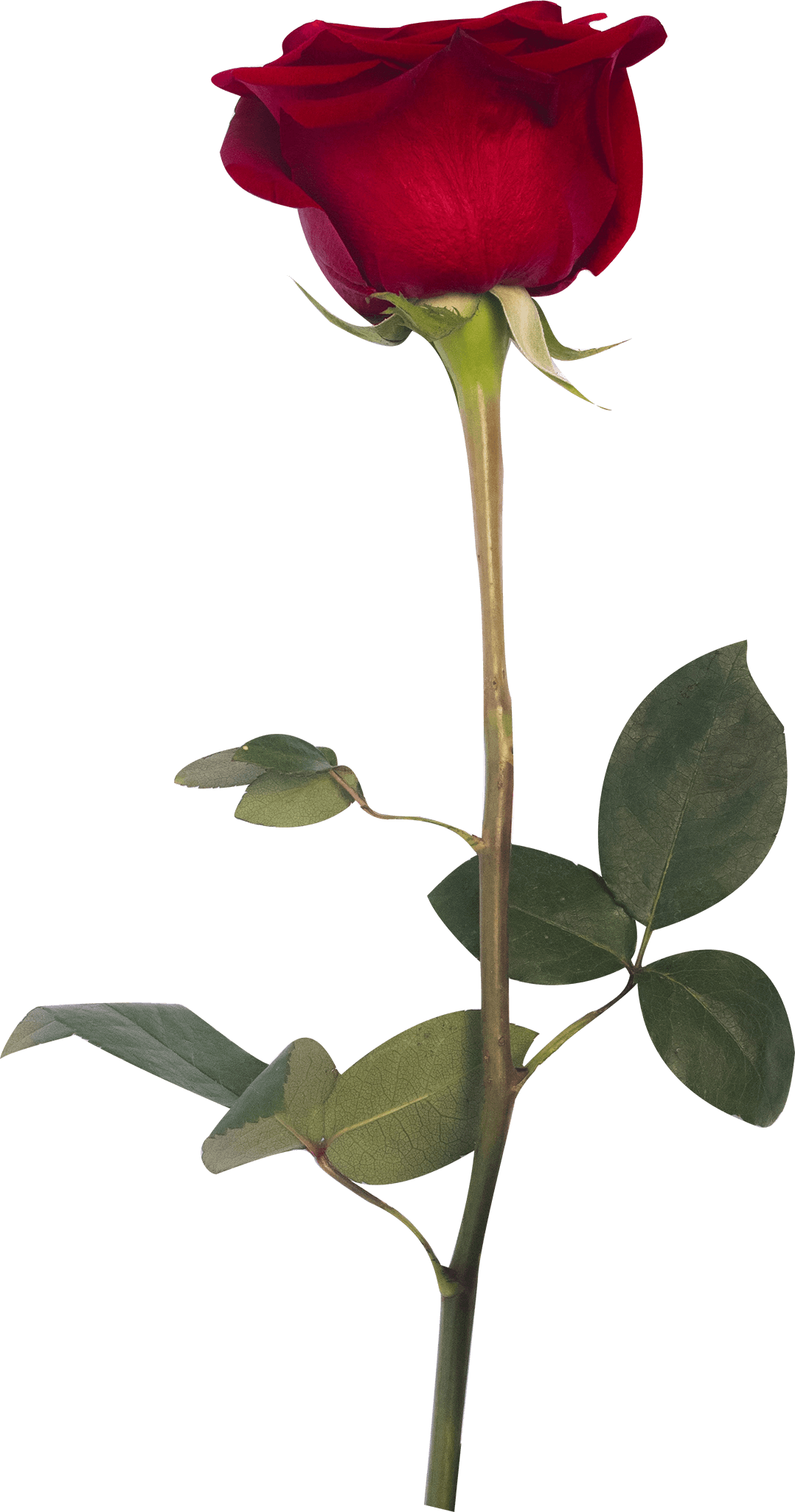 Transparent Rose PNG